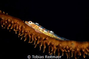 Whip Coral Goby with parasites, Tioman Island by Tobias Reitmayr 